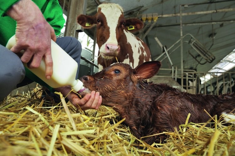 importance of colostrum for calves