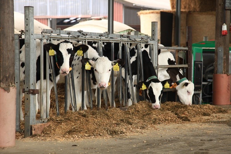 Dairy cattle in farm