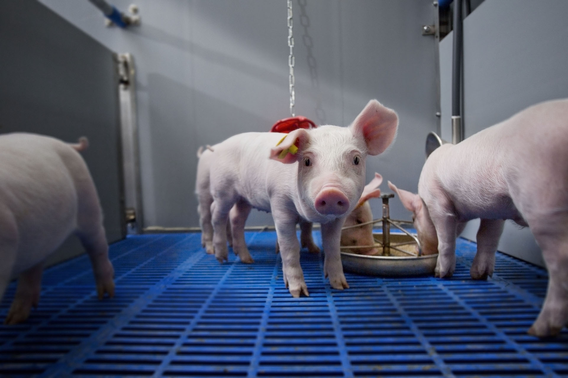 Managing drinking water quality for piglets