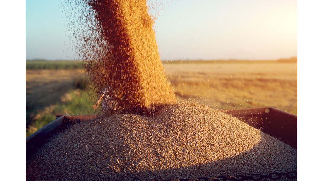 fine feed grains for production and processing