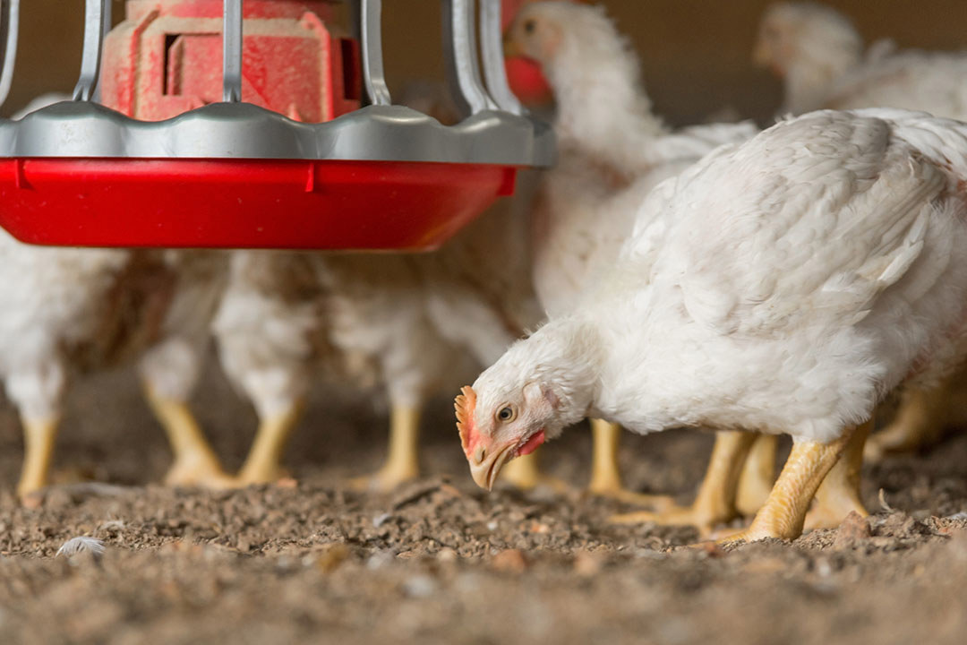 broiler chicken having feed in the farm