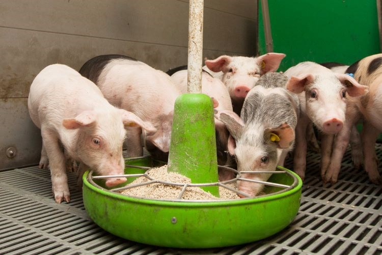 Swine nutrition and health management