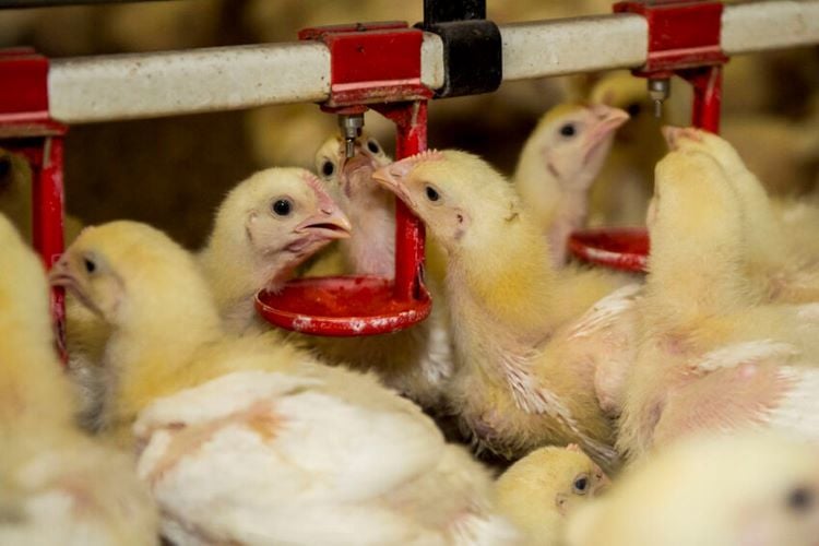 chicks drinking water from nipple in poultry farm