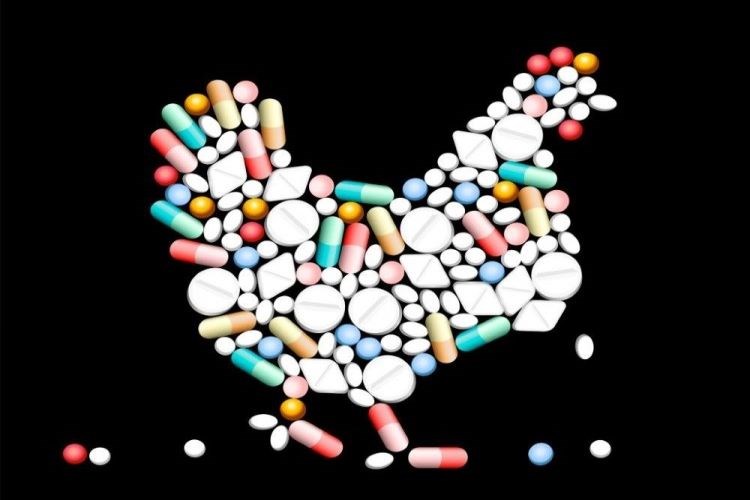 antibiotics usage reduction in poultry birds