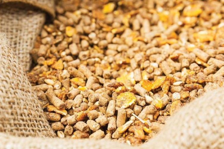 animal feed pellets production in India
