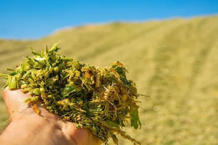 wet corn leaves that were cut into chops will be given to animals as feed