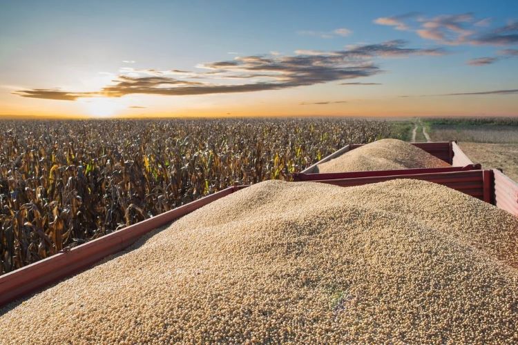 loading grains as raw materials for feed production