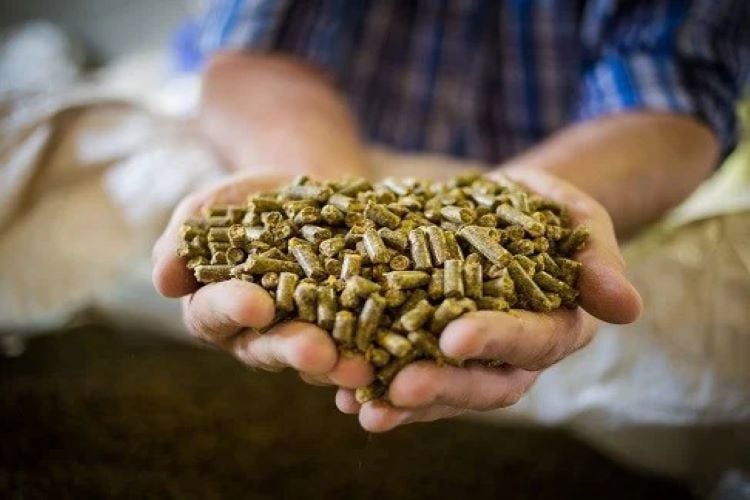 A handful of feed given to animals for better growth 