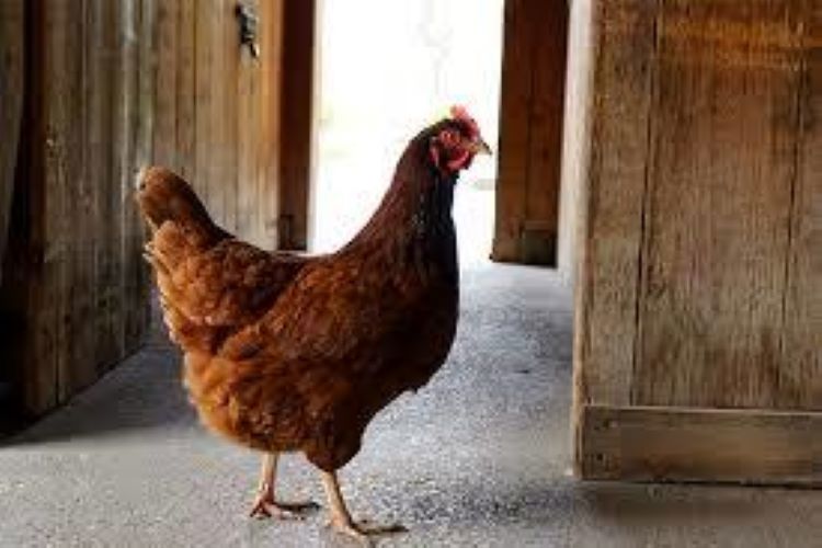 gut health management in poultry birds