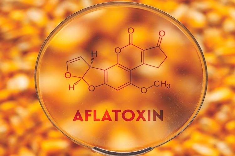 controlling aflatoxin in animal feed 