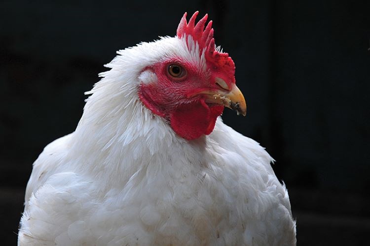 feed additive combinations for broilers 