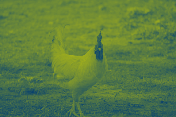 healthy layer chicken with black head standing at the farm 