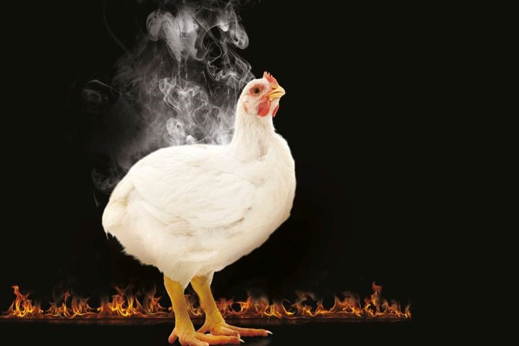 hot summer affecting poultry chicken