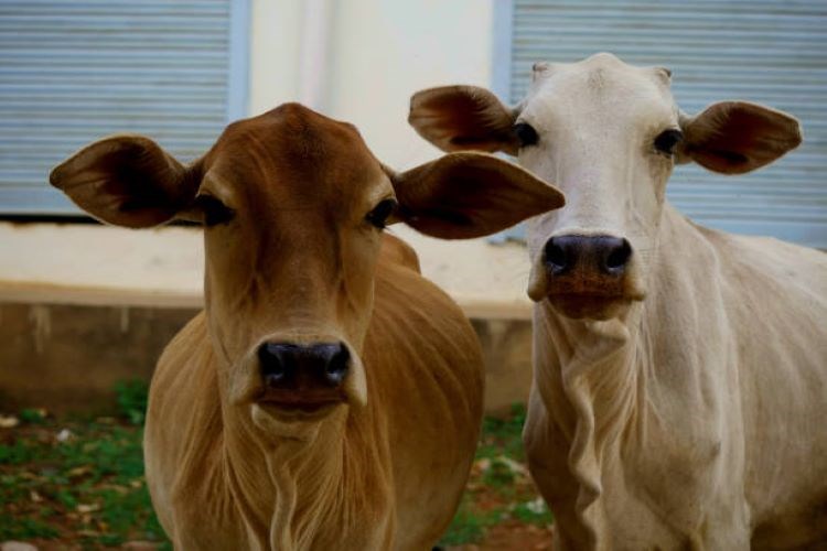 Dairy cattle breeds in India with different characteristics 