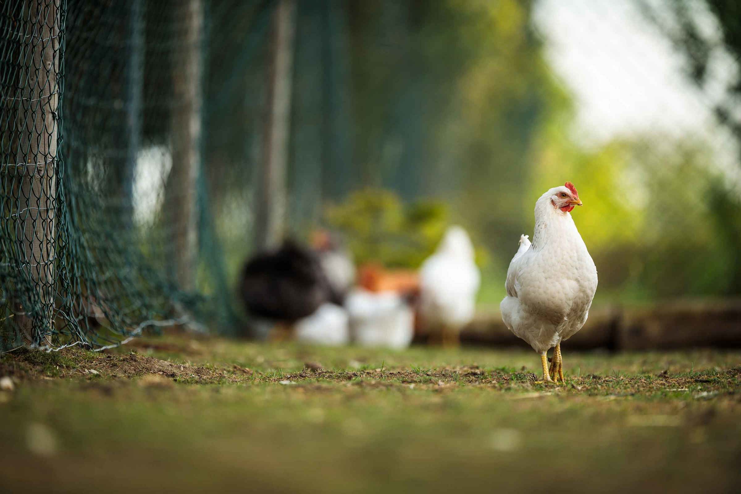 Poultry Feeds