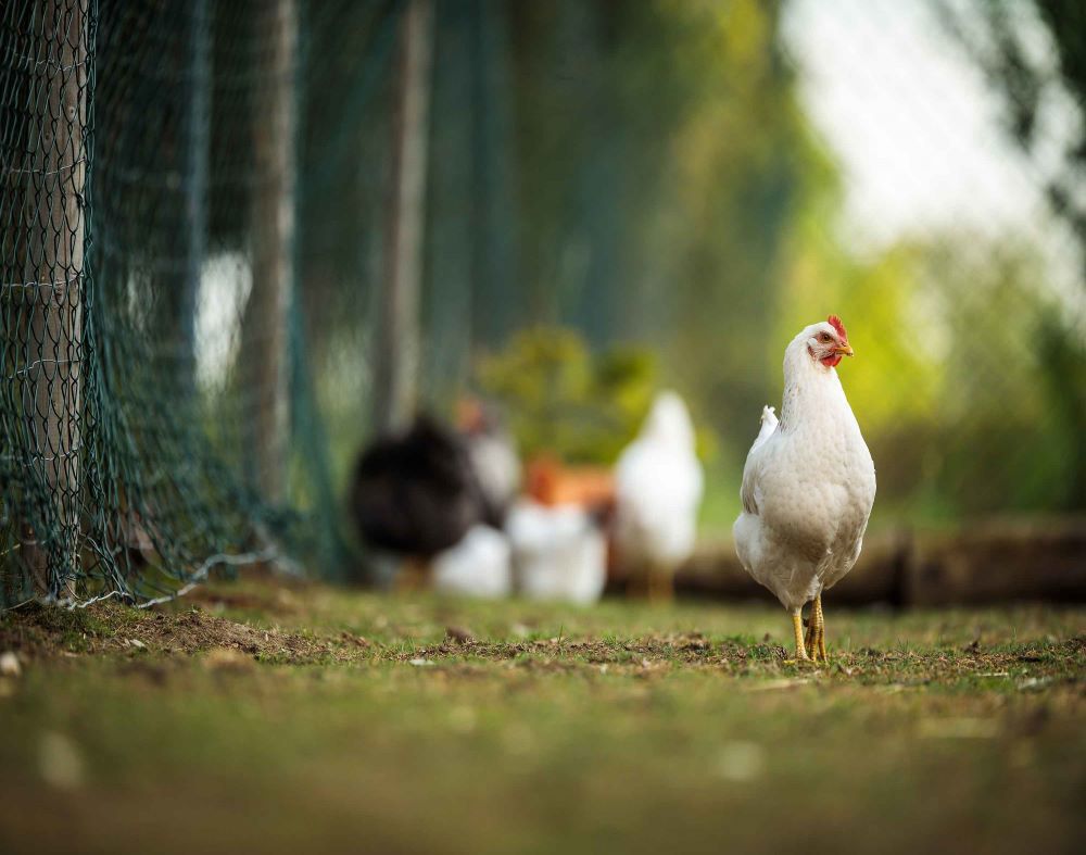 Poultry Feeds