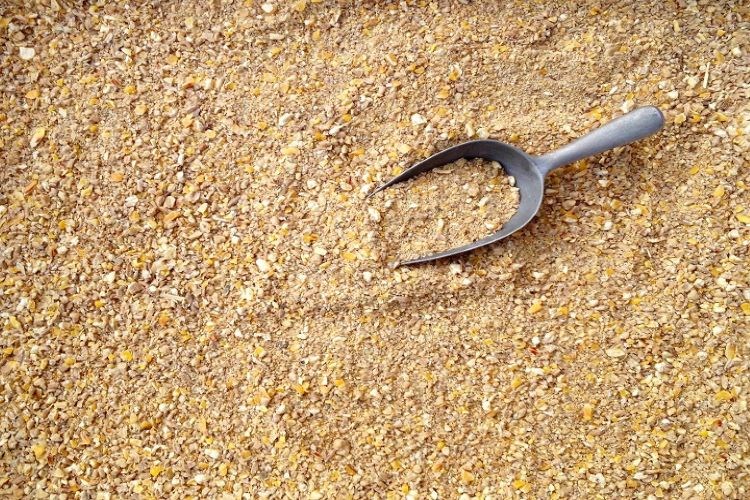 Moisture control in animal feed production