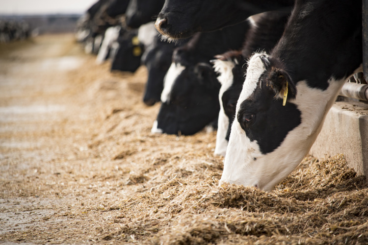 dairy cow feeding in the farm with good quality cattle feed