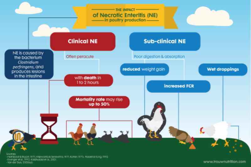 feed additives production by trouw nutrition india