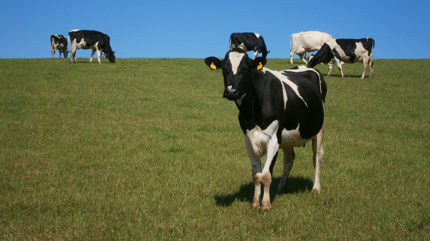 dairy cattle grazing