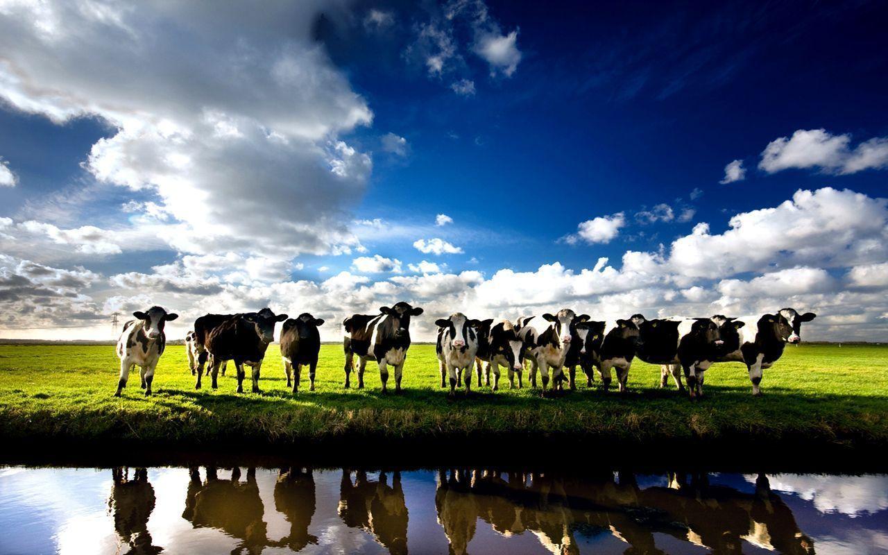 Cows