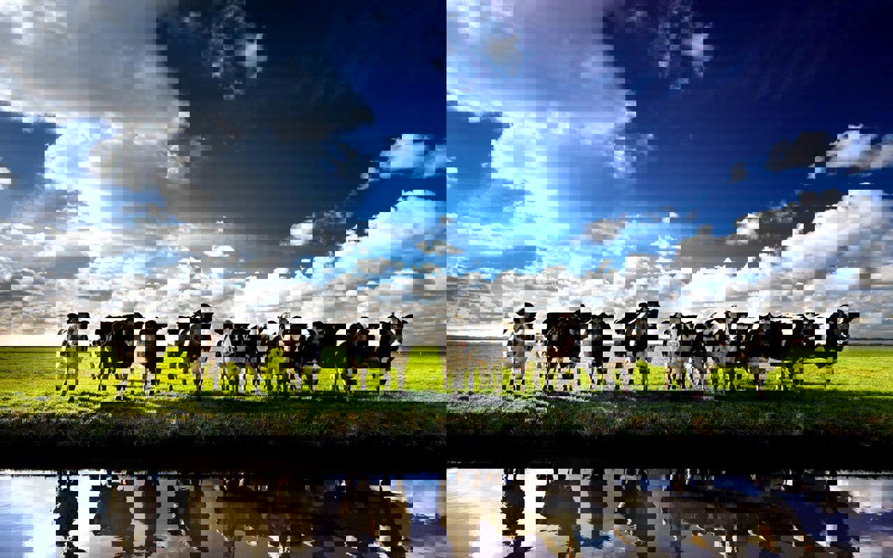 Cows
