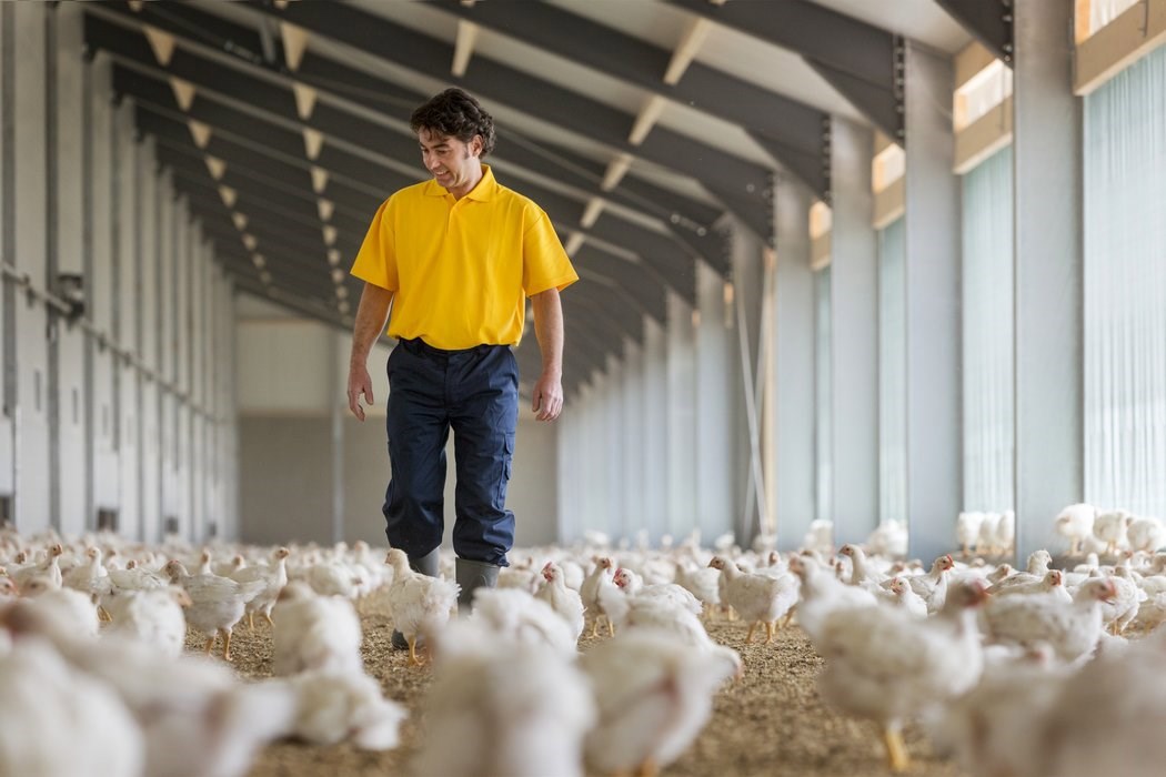 poultry farm management